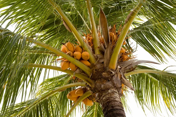 Coco-palm tree with yellow nut — Stock Photo, Image