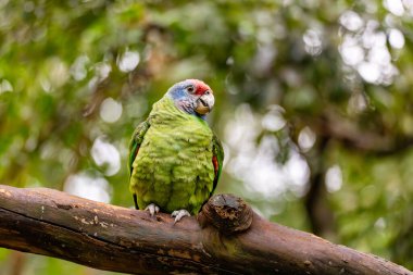 Red-tailed amazon (Amazona brasiliensis), known as the red-tailed parrot, species of parrot in family Psittacidae. Parque Das Aves, Foz do Iguacu, Parana, Brazil. Brazilian wildlife and birdwatching.