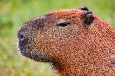 Capybara (Hydrochoerus hydrochaeris), Güney Amerika 'da yaşayan en büyük kemirgen türü. Barigui Park belediye parkı, Curitiba, Parana. Brezilya. Brezilya yaban hayatı