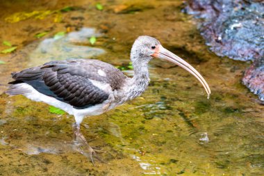 American white ibis (Eudocimus albus) juvenile, species of bird in the ibis family, Threskiornithidae.. Parque Das Aves, Foz do Iguacu, Parana, Brazil. Brazilian wildlife and birdwatching.