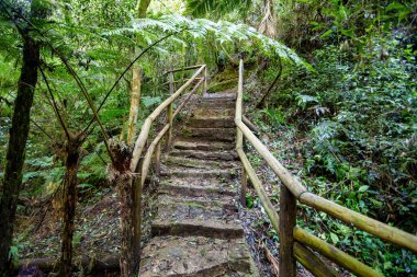 Hiking trail deep in the tropical woods of Ponta Grossa, Brazil, featuring mossy stone steps and rich green vegetation