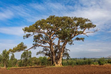 Görkemli, büyük Sycamore İncir Ağacı (Ficus sycomorus) Etiyopya 'nın Amhara Bölgesi' ndeki geniş ekili bir alanda tek başına duruyor..