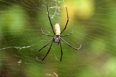 Nephila pilipes, büyük örümcek, Bali, Endonezya