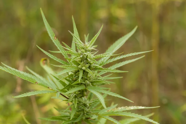 Field of Cannabis plants — Stock Photo, Image