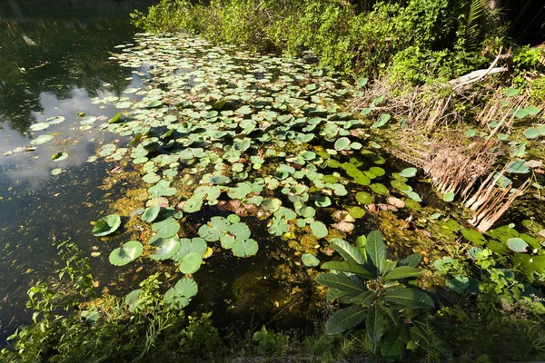 인도네시아어 연못에 식물 — 스톡 사진