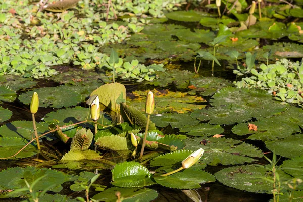 Lirio de agua en un pequeño estanque — Foto de Stock