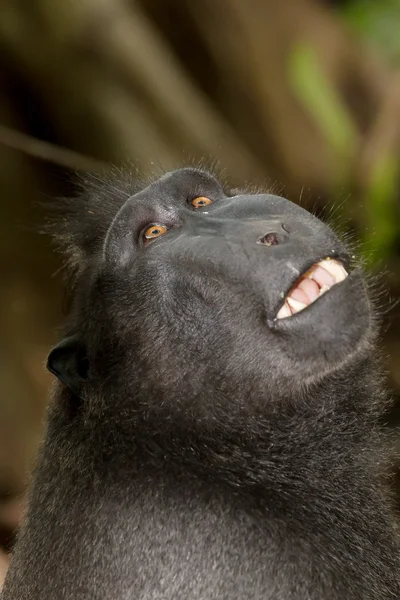 Portrét Celebes chocholatý makak, Sulawesi, Indonésie — Stock fotografie