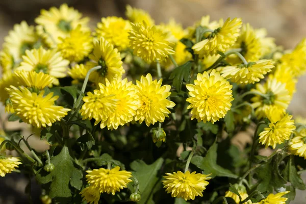 Κίτρινο χρυσάνθεμο λουλούδια στον κήπο του φθινοπώρου — Φωτογραφία Αρχείου