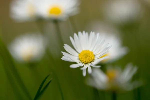 Μικρή μαργαρίτα λουλούδι — Φωτογραφία Αρχείου