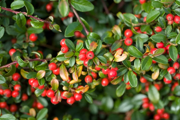 Fundo outono com gaultheria vermelho — Fotografia de Stock