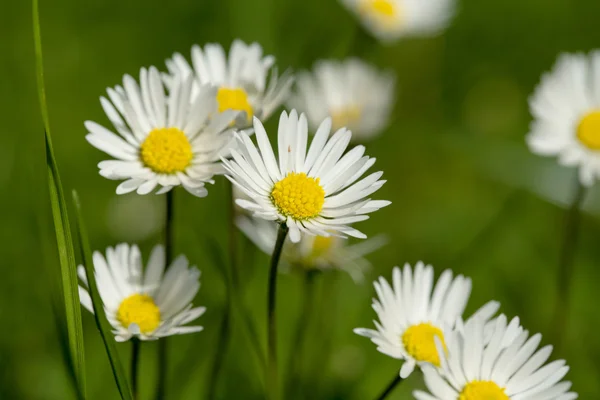 Petite fleur de marguerite — Photo