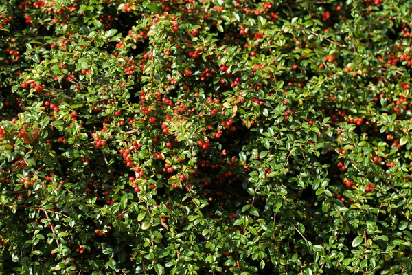 Autumn background with red gaultheria — Stock Photo, Image