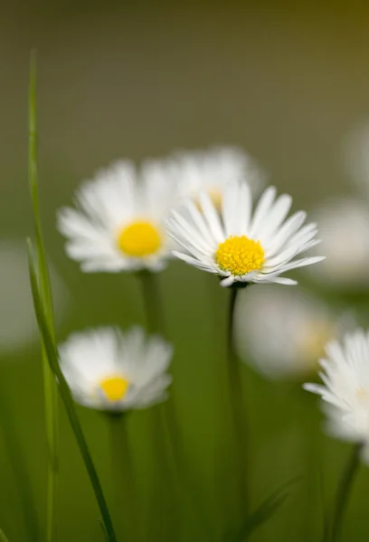 Невеликий ромашки квітка — стокове фото