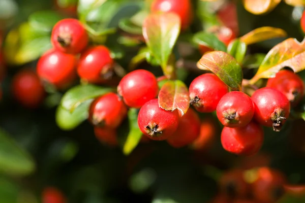 Autumn background with red gaultheria — Stock Photo, Image