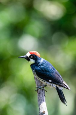 Palamut ağaçkakanı (Melanerpes formicivorus), doğal habitatta kuş, San Gerardo de Dota, Kosta Rika 'da vahşi yaşam ve kuş izleme.