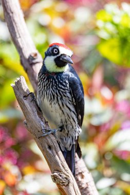 Palamut ağaçkakanı (Melanerpes formicivorus), doğal habitatta kuş, San Gerardo de Dota, Kosta Rika 'da vahşi yaşam ve kuş izleme.