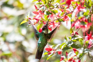 Talamanca sinekkuşu (Eugenes spectabilis), Trochilinae familyasından Lampornithini kabilesi. San Gerardo de Dota, Vahşi Yaşam ve Kosta Rika 'da kuş izleme.