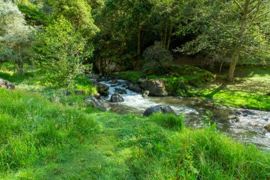 San Gerardo de Dota 'yı çevreleyen bereketli yağmur ormanlarının arasından akan güzel bir vahşi doğa, Kosta Rika' nın vahşi doğası.