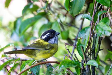 Sooty-caped bush tanager (Chlorospingus pileatus) yağmur ormanlarındaki dallara tünemiştir. San Gerardo de Dota, Vahşi Yaşam ve Kosta Rika 'da kuş izleme.