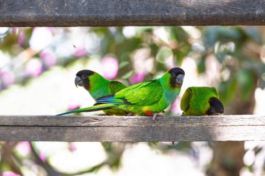 Nanday parakeet (Aratinga nenday), bird known as the black-hooded parakeet or nanday conure. Pocone, North Pantanal Mato Grosso, Brazil. Brazilian wildlife and birdwatching.