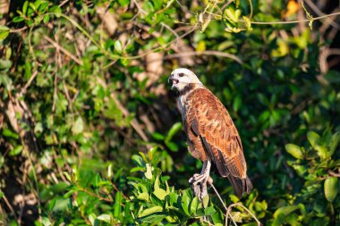 Kara yakalı şahin (Busarellus nigricollis), atmacagiller (Accipitridae) familyasından yırtıcı bir kuş türü. Pocone, Kuzey Pantanal Mato Grosso, Brezilya. Brezilya yaban hayatı ve kuş gözlemciliği.