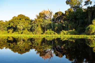 Kuzey Pantanal sulak alanlarının yemyeşil manzarası. Suda mükemmel yansımaları var. Pocone, Mato Grosso, Brezilya. Brezilya doğası ve vahşi doğası.