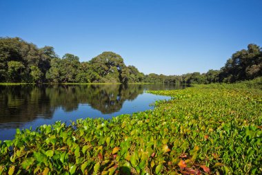 Kuzey Pantanal sulak alanlarının yemyeşil manzarası. Suda mükemmel yansımaları var. Pocone, Mato Grosso, Brezilya. Brezilya doğası ve vahşi doğası.