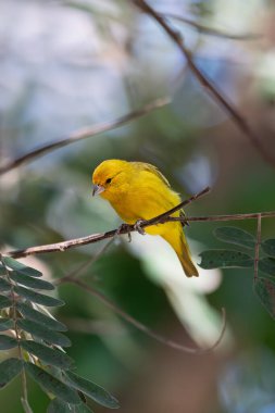 Saffron finch (Sicalis flaveola), tanager from South America, common in open and semi-open areas outside Amazon Basin. Pocone, South Pantanal Mato Grosso, Brazil. Brazilian wildlife and birdwatching.