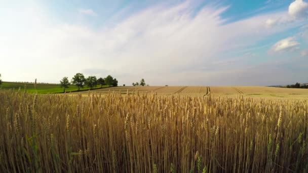 Campo de trigo dorado con cielo azul y nubes — Vídeo de stock