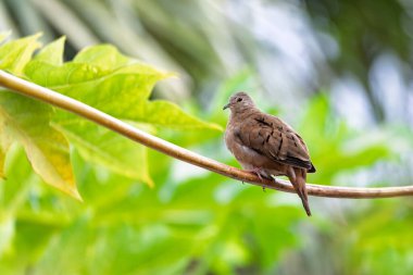 Ruddy ground dove (Columbina talpacoti), küçük Yeni Dünya tropikal güvercini. Miranda, Pantanal Mato Grosso do Sul Brazil. Brezilya yaban hayatı ve kuş gözlemciliği.