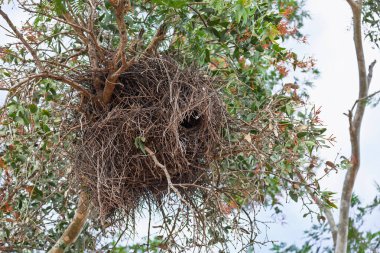 Keşiş Papağanı Myiopsitta monachus 'un büyük ortak yuvası, Corumba, Mato Grosso do Sul Brazil yakınlarındaki Pantanal bölgesinde yeşil yapraklı ağaçta görülebilir. Brezilya yaban hayatı ve kuş gözlemciliği.