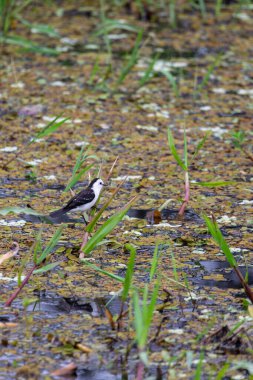 Kara sırtlı su tiranı (Fluvicola albiventer), Tyrannidae familyasından bir kuş türü. Corumba, Güney Pantanal Mato Grosso do Sul, Brezilya. Brezilya yaban hayatı ve kuş gözlemciliği.