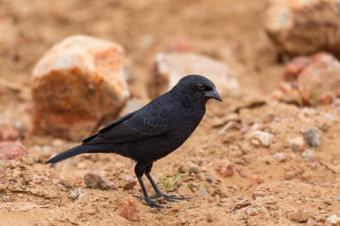 Chopi karatavuğu (Gnorimopsar chopi), Icteridae familyasından bir kuş türü. Corumba, Pantanal Mato Grosso do Sul, Brezilya. Brezilya yaban hayatı ve kuş gözlemciliği.