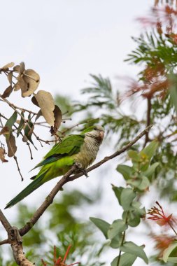 Keşiş papağanı (Myiopsitta monachus), papağangiller familyasından bir papağan türüdür. Corumba, Güney Pantanal Mato Grosso do Sul, Brezilya. Brezilya yaban hayatı ve kuş gözlemciliği.