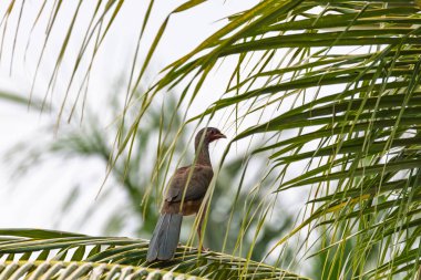 Chaco chachalaca (Ortalis canicollis), Cracidae familyasından bir kuş türü. Miranda, Pantanal Mato Grosso do Sul Brazil. Brezilya yaban hayatı ve kuş gözlemciliği.