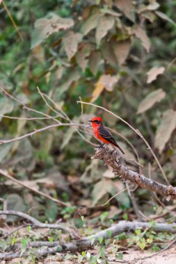 Kırmızı sinekkapan (Pyrocephalus rubinus), Tyrannidae familyasından bir kuş türü. Corumba, Güney Pantanal Mato Grosso do Sul, Brezilya. Brezilya yaban hayatı ve kuş gözlemciliği.