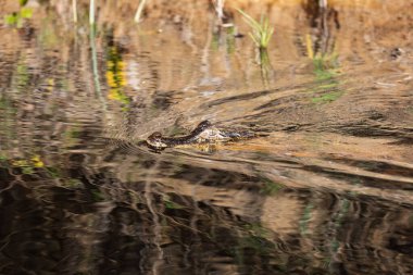 Yacare kaymanı (Kayman yatı), ya da Jakare kaymanı ya da güney gözlüklü kayman. Sudaki portreyi yakından çek. Pocone, Kuzey Pantanal, Mato Grosso, Brezilya. Brezilya yaban hayatı.