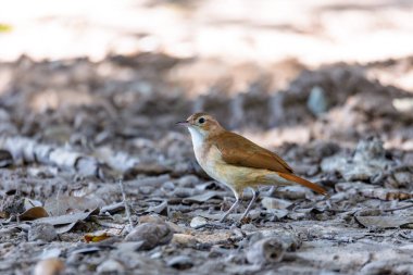 Furnariidae familyasından orta büyüklükte bir fırın kuşu olan Rufous Hornero (Furnarius Rufus). Corumba Güney Pantanal Mato Grosso, Brezilya. Brezilya yaban hayatı ve kuş gözlemciliği.