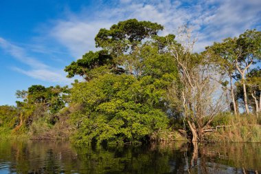 Rio Abobral nehrinin el değmemiş Güney Pantanal sulak alanlarının yemyeşil manzarası. Corumba, Mato Grosso do Sul, Brezilya. Brezilya doğası ve vahşi doğası.