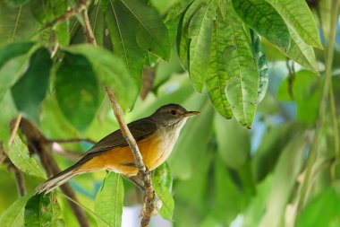 Pamuklu ardıç kuşu (Turdus rufiventris), ardıç kuşu familyasından ötücü bir kuş. Corumba, Pantanal Mato Grosso do Sul Brazil. Brezilya yaban hayatı ve kuş gözlemciliği.