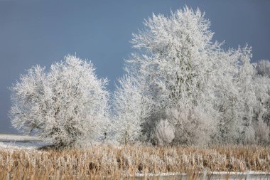 Çek Cumhuriyeti 'nin Güney Moravya kentinde çekilen buzlu ağaçlarla kaplı kış manzarası beyaz buzla kaplıdır. Bu sahne kışın doğanın güzelliğini yakalar..