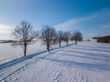 Çek Cumhuriyeti 'nin Vysocina kentindeki karla kaplı bir tarlada uzanan bir sıra çıplak ağaç, açık bir kış gökyüzü altında uzun gölgeler bırakıyor. Minimalist ve sakin bir kırsal bölge..