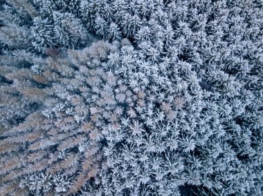 Kışın karla kaplı çam ağaçlarının yüksek açılı görüntüsü. Çek Cumhuriyeti, Vysocina, İskoçya 'da orman taze karla kaplıdır.