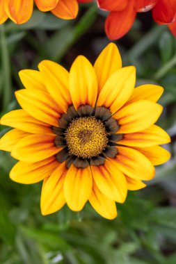 Parlak sarı bir Gazania çiçeğinin, belirgin bir karanlık merkezi olan yakın çekimi, karmaşık taç yaprağı düzenini ve dokusunu gözler önüne seriyor. Yerel bahçede vuruldu..