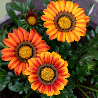 Yakından, yeşil yapraklarla çevrili canlı turuncu ve sarı gazania çiçeklerinin yukarıdan görünüşü. Açık havada, doğal ışıkta çekilmiş..