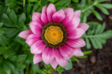 Gazania Rigens 'in pembe çiçekli atölyesinin yakın plan çekimleri. Yaprakların arasında ince taç yapraklarını ve merkezdeki detayları gösteriyor..