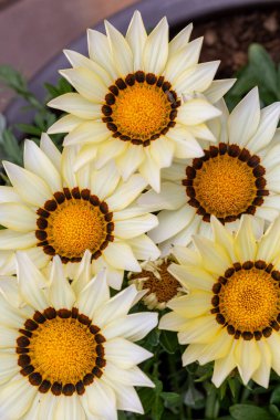 Yüksek açılı yakın plan, beyaz ve sarı Hazine Çiçekleri, veya Gazania rigens, parlak sarı merkezi çevreleyen kahverengi nokta desenli tasvir.