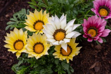Beyaz, sarı ve pembe çiçeklerin de dahil olduğu renkli gazania çiçeklerinin yakın çekimi, yemyeşil bir bahçe ortamında.