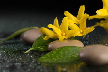 Durgun yaşam elementlerinin yatay dizilişi, sulu siyah yüzey üzerinde forsythia çiçekleri, taşlar ve yeşil yapraklarla rahatlatıcı ve zen kavramını gösterir..