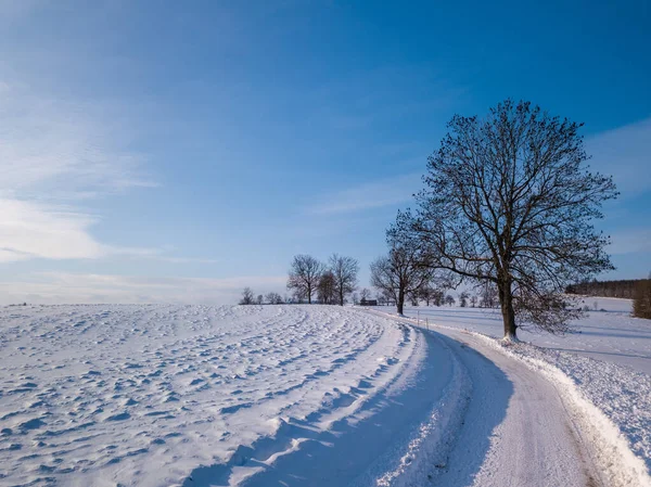 Karla kaplı uzun bir patika, Çek Cumhuriyeti 'nin Vysocina eyaletindeki açık mavi gökyüzünün altındaki birkaç çıplak ağaca çıkıyor. Güzel kış manzarası ve seyahat yeri.